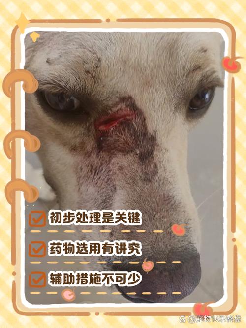 急急急狗狗被咬伤脖子怎么办