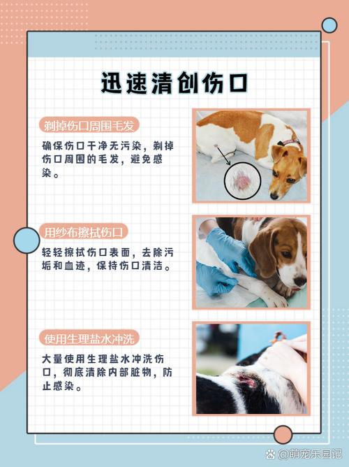 我家小狗被大狗咬坏了肚子咬个口子怎么办