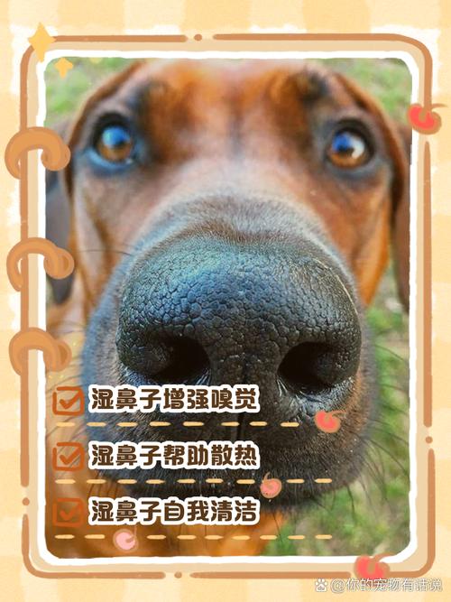 两个月幼犬鼻子喷水