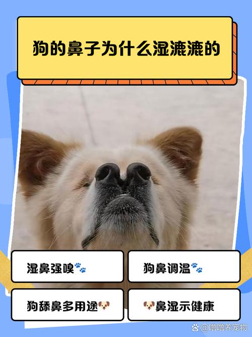 两个月小狗鼻子喷水