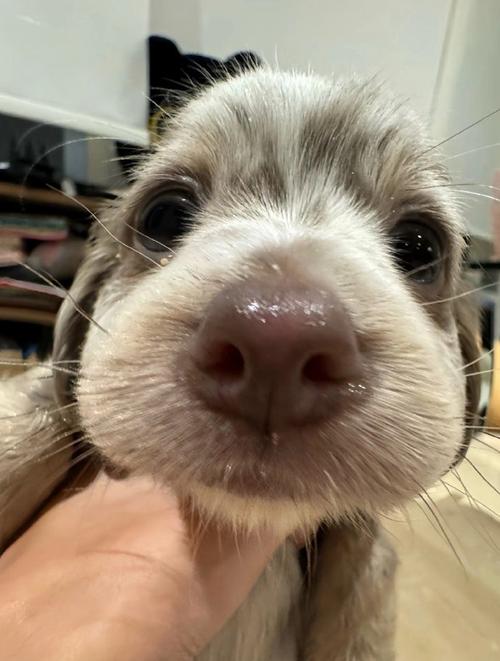 狗狗鼻子喷水是为什么