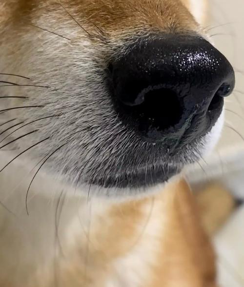 狗狗为什么鼻子会喷水