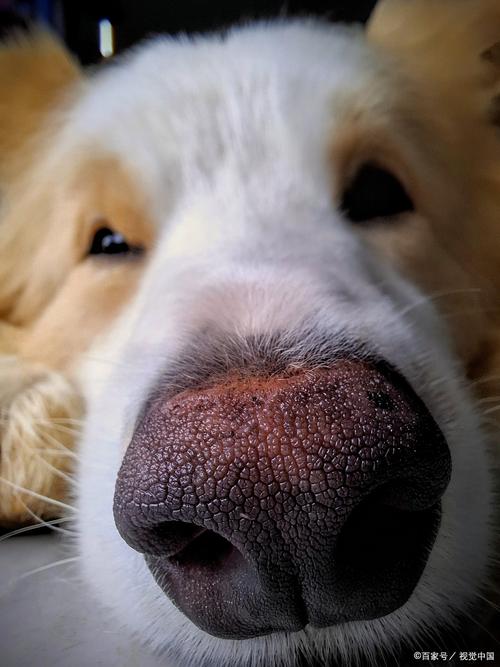 小狗鼻子总是喷水珠