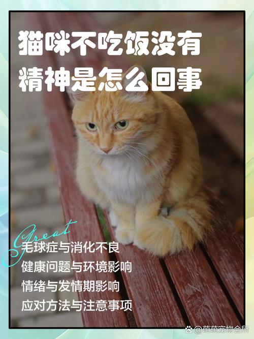 猫咪精神很好但是不吃饭怎么办?