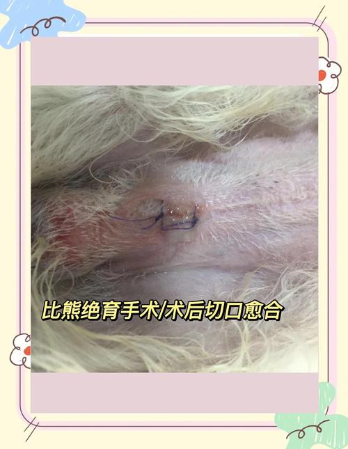 狗绝育拆线后可以舔吗