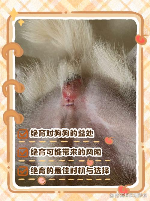 狗狗拆线后伤口有点点裂开了,然后有点对不上,麻烦各位帮帮忙,我该怎...