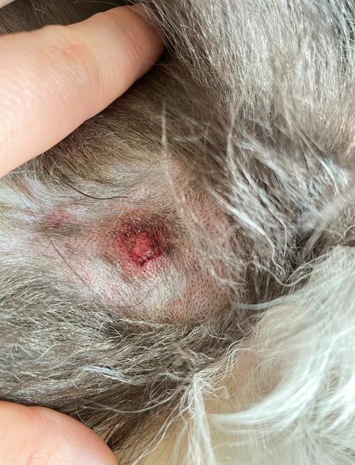 狗狗手术拆线后多久可以洗澡