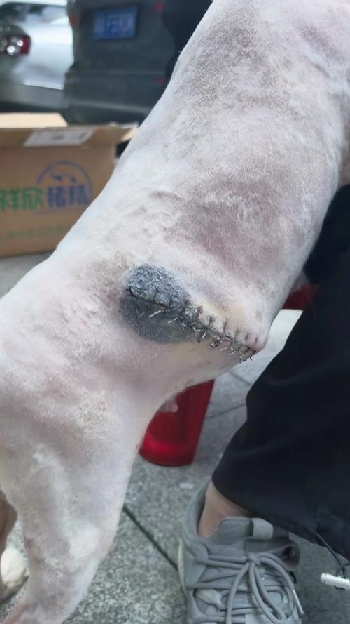 狗狗绝育后伤口二次开口怎么办
