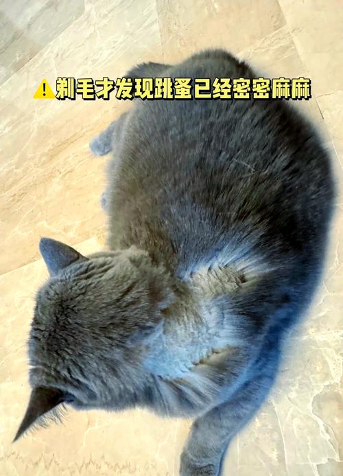 猫咪长跳蚤了,能剃毛吗?
