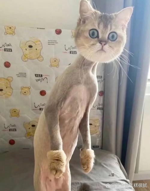 给猫剃毛的利与弊