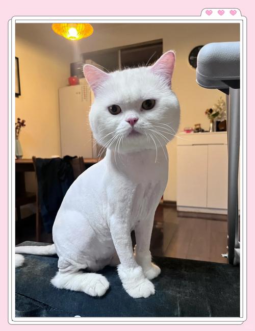 猫毛可以剃掉吗