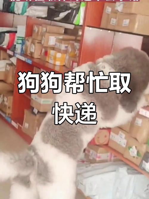 顺丰运狗狗多少钱