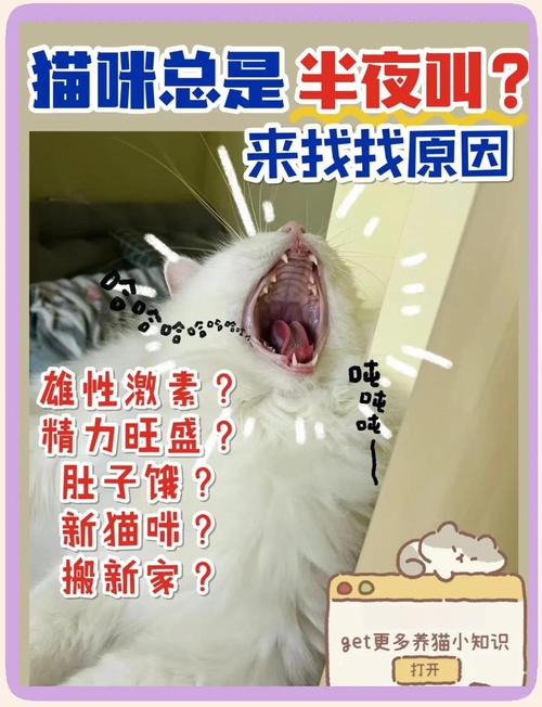 大半夜的猫咪一直在外面叫个不停,会有什么兆头呀