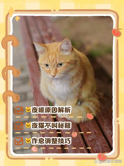半夜猫叫有什么预兆(半夜听见猫叫千万别出去)