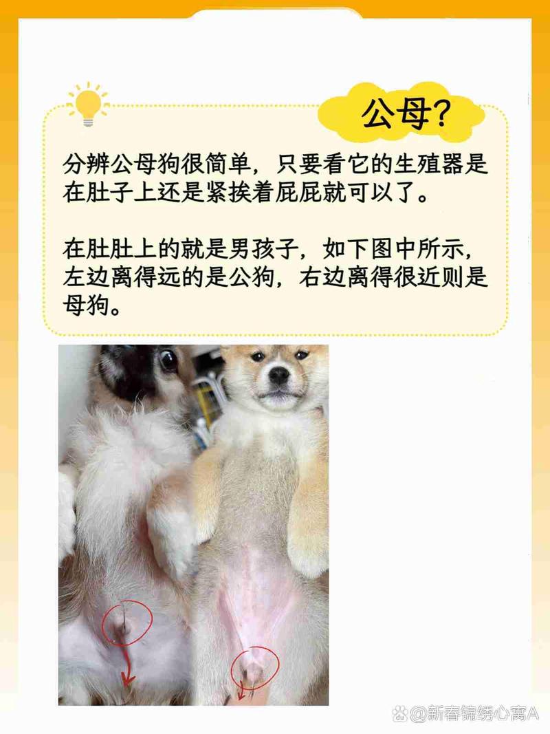 怎么分辨狗狗公母