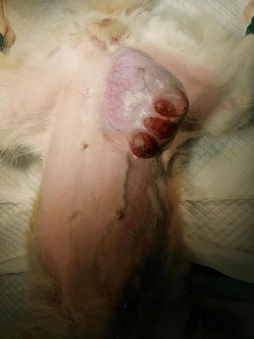 狗分辨公母的方法图解