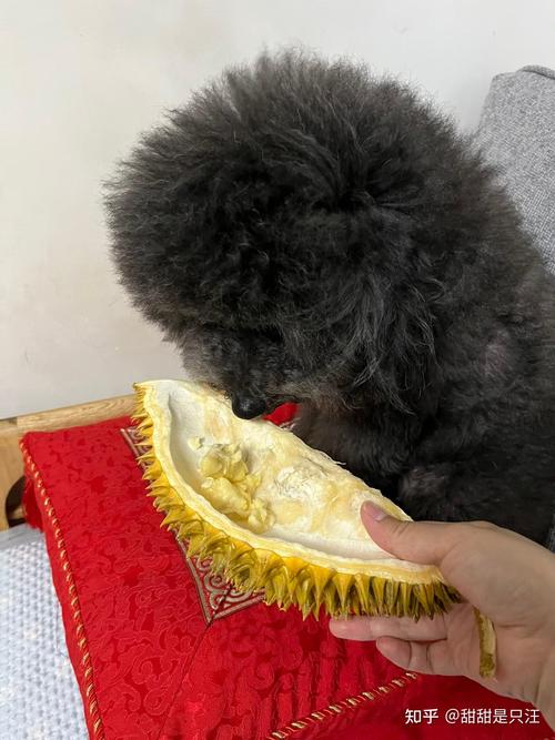 泰迪能吃榴莲吗?