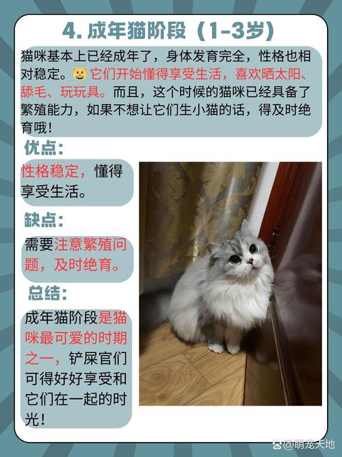 猫咪的寿命一般多长?