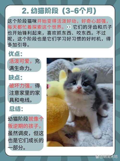 如何鉴定猫的年龄?