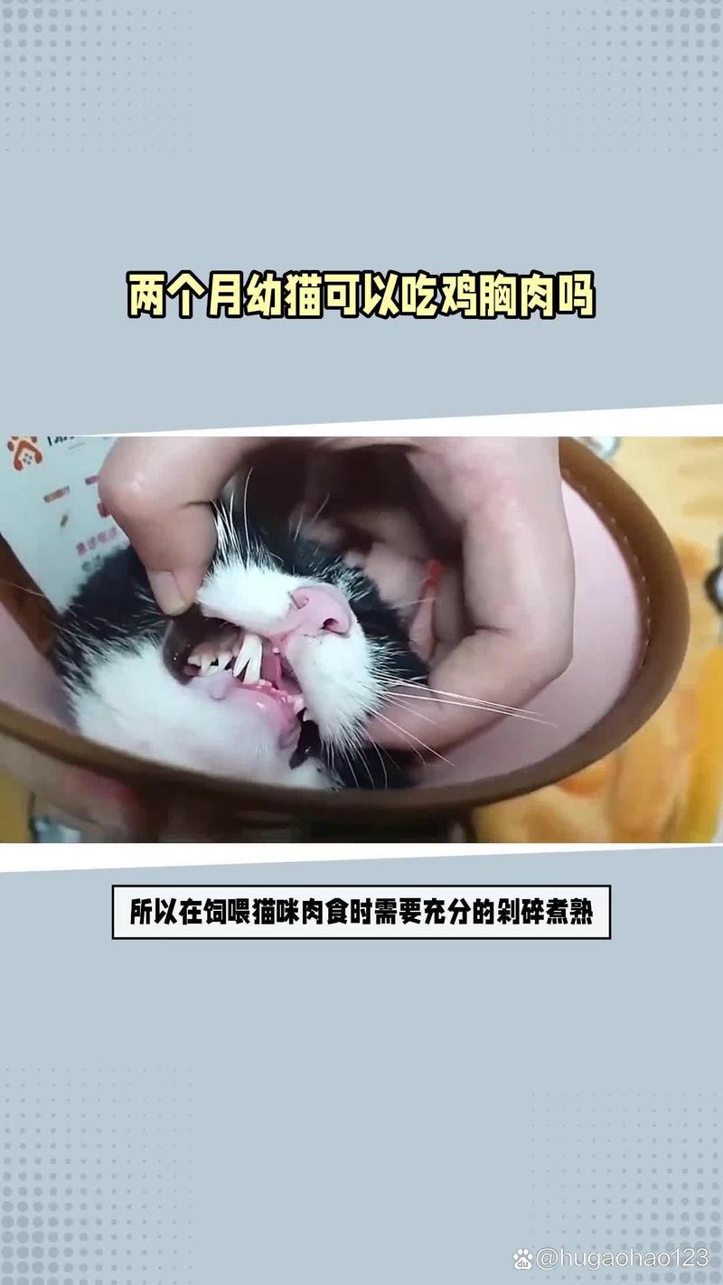 40天的猫能吃肉吗