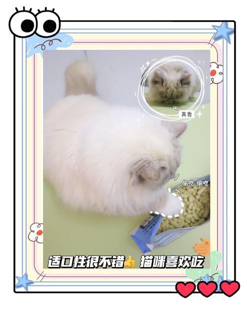 20天的小猫能吃什么,没满月小猫怎么养大