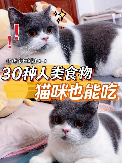 20天猫咪可以吃什么