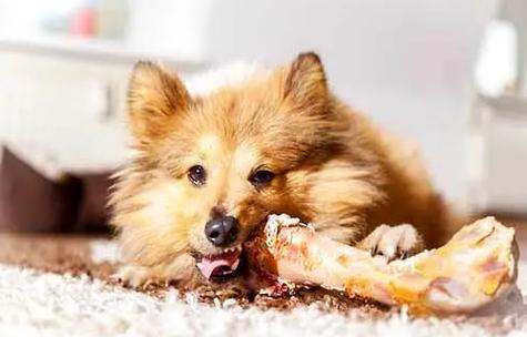 狗狗怀孕能吃鸡肉吗