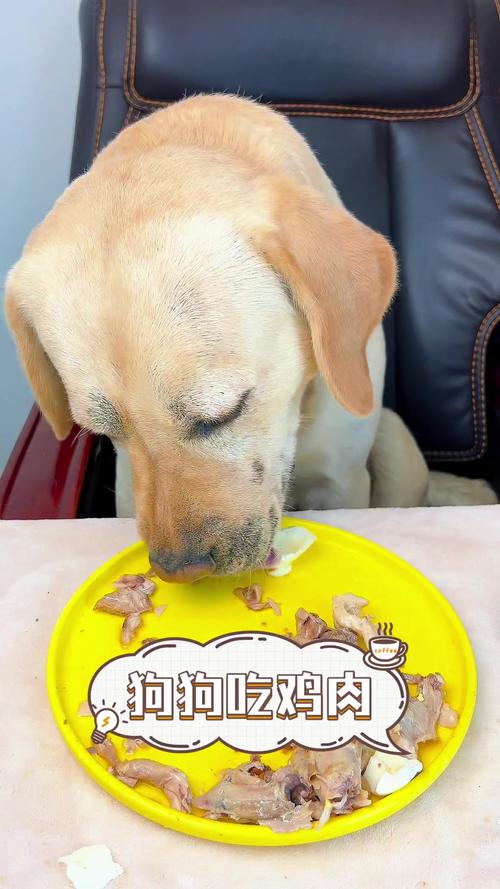 狗怀孕吃鸡肉会化胎吗