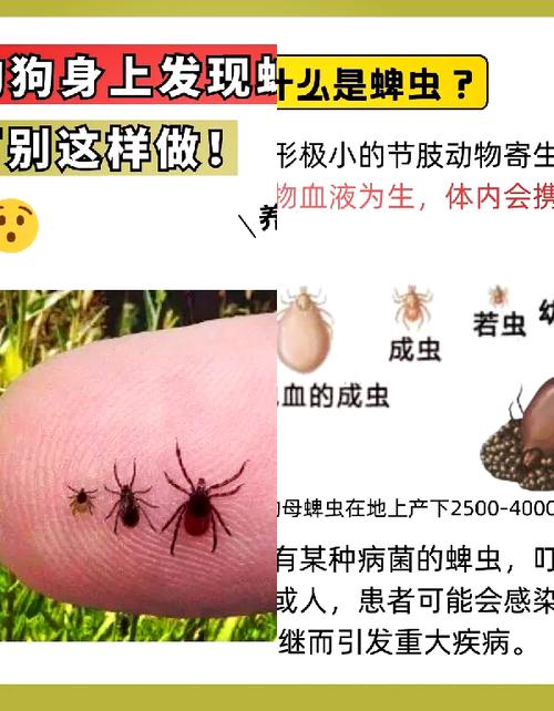 怎样杀死狗身上的蜱虫,跳骚。比较好是内服药!谢谢!