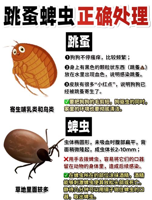 狗狗身上长了好多蜱虫怎么办_百度问一问
