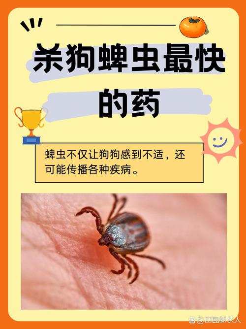 小狗身上有蜱虫用什么药可以杀死