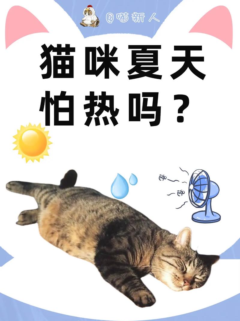 小猫会怕热吗夏天