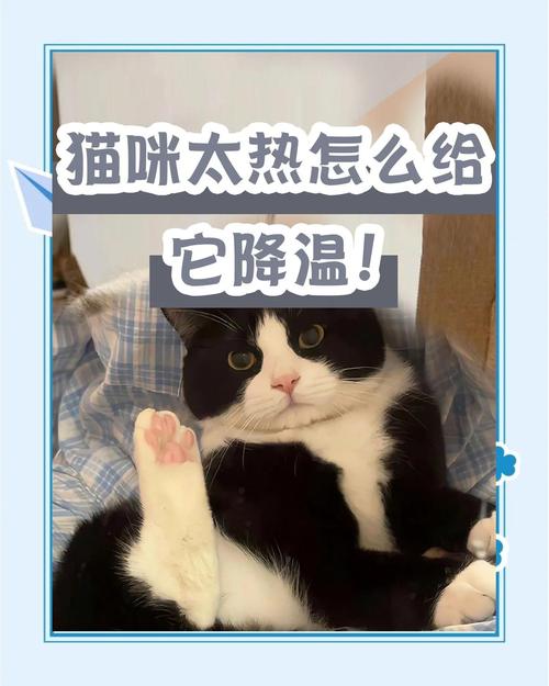 猫咪夏天怕热吗