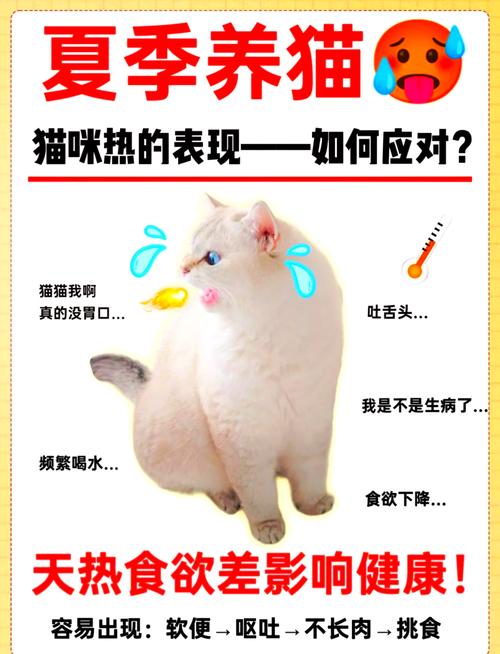 夏天主人不在家猫咪热怎么办