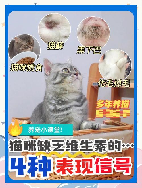 小猫营养不良怎么调理