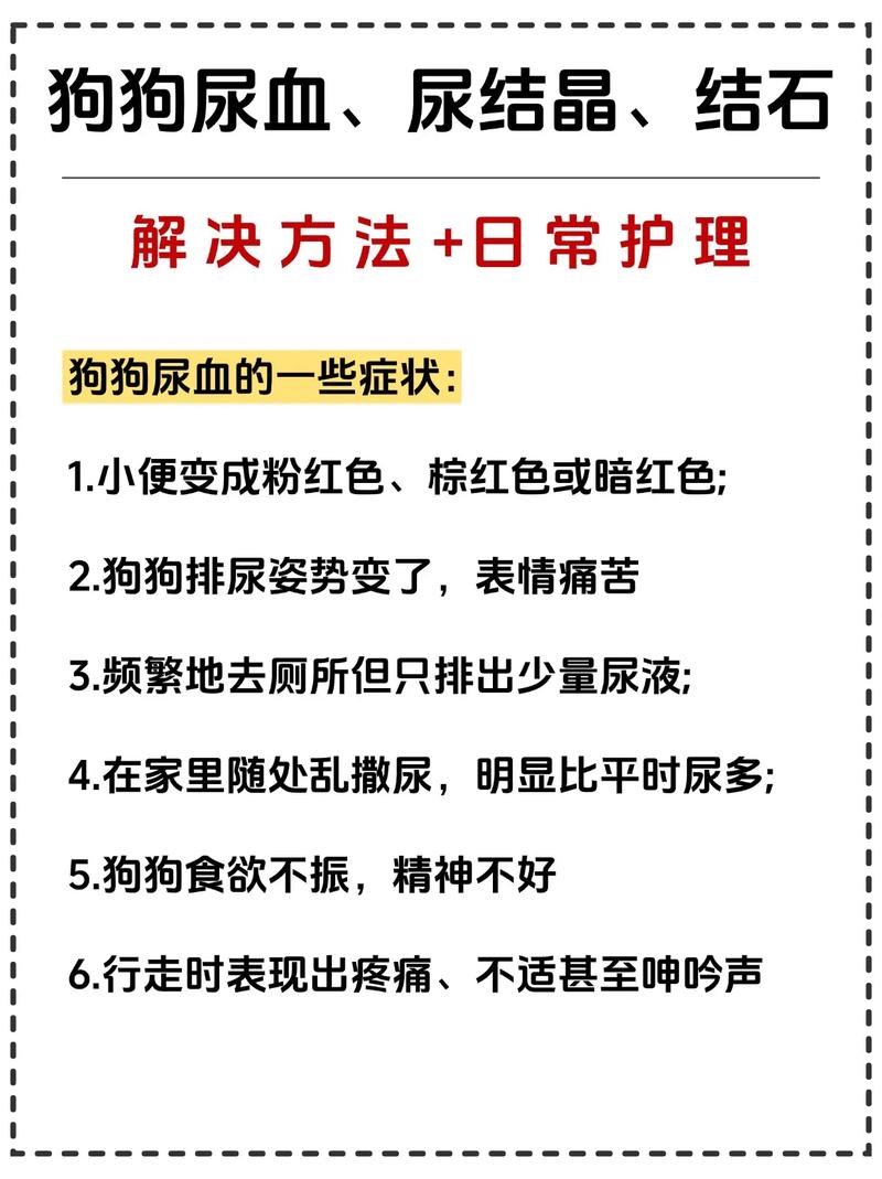 狗狗膀胱结石尿血怎么治疗
