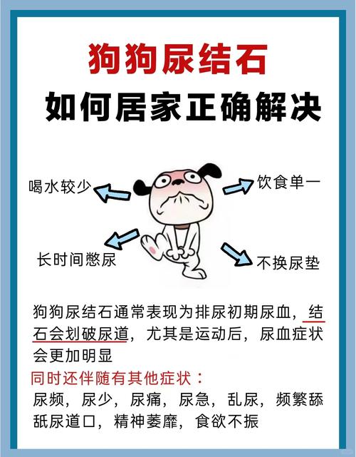 狗狗得了结石尿血怎么办