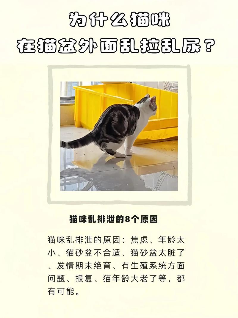 猫咪在家里到处撒尿拉屎怎么办