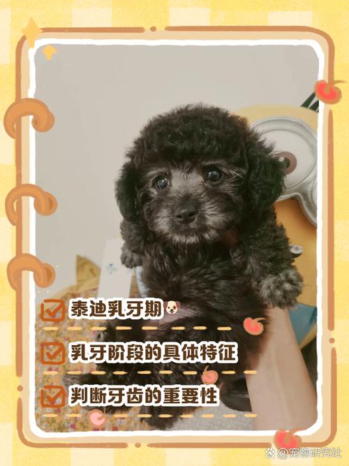 泰迪狗狗换牙期是几个月