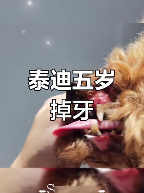 泰迪狗狗一般多大开始换牙