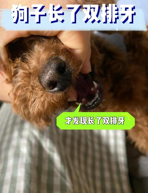 六个月的泰迪犬该退牙了吗