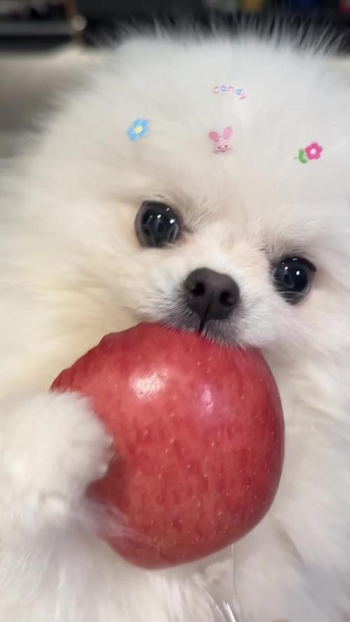 2个月狗狗能吃苹果吗