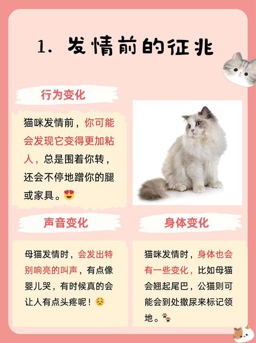 猫咪几个月大开始发猫情