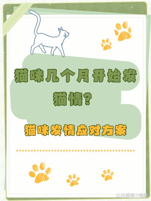 猫6个月会发猫情么