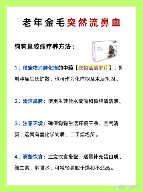 狗狗玩的时候撞到鼻子了,流血怎么办