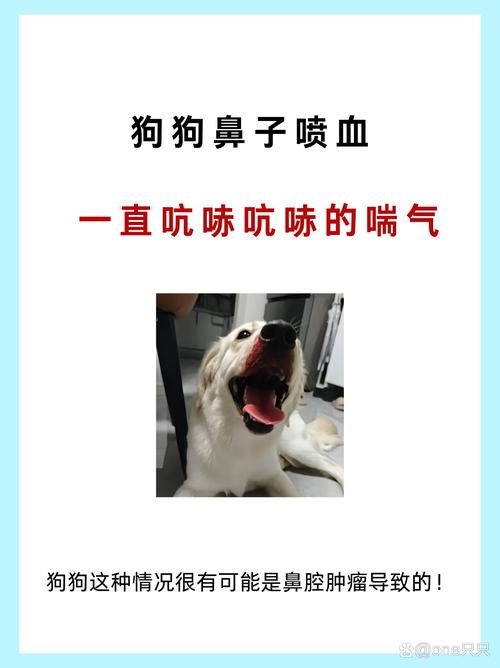 狗狗不小心从高处摔下来后鼻子流血该怎么办?