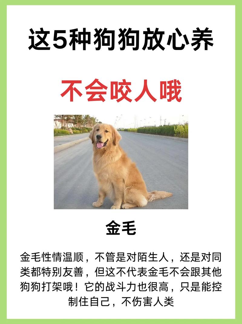 吉娃娃有什么缺点