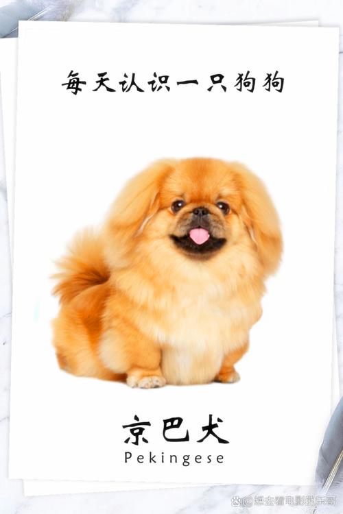 京巴狗是否嫉妒心很强?