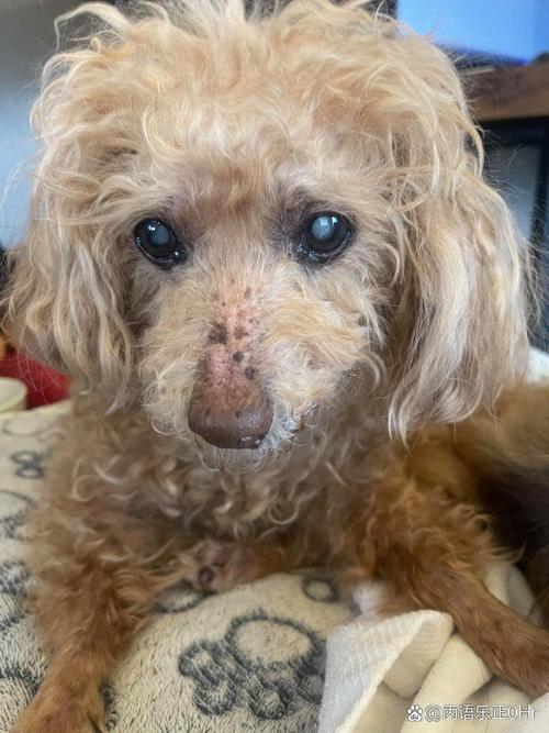 泰迪犬夏天不开空调会热死吗