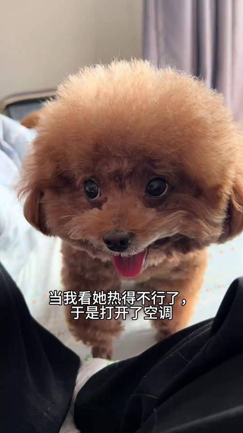 夏天要不要给狗狗吹空调